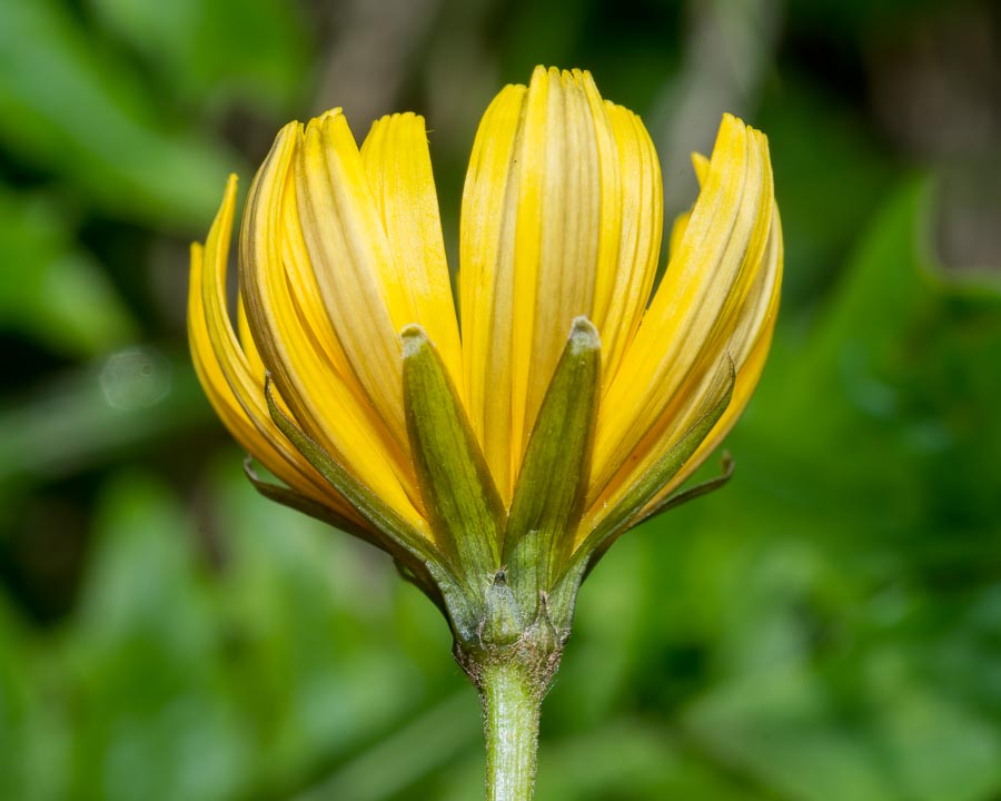 Aposeris foetida / Lattuga fetida